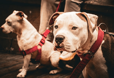 Adestramento ajuda a prevenir ataques de cães e reduz riscos para tutores e população
