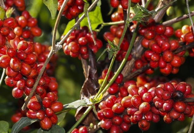 Imagem da noticia Exportação de café do Brasil sobe 29,4% na comparação com agosto de 2022