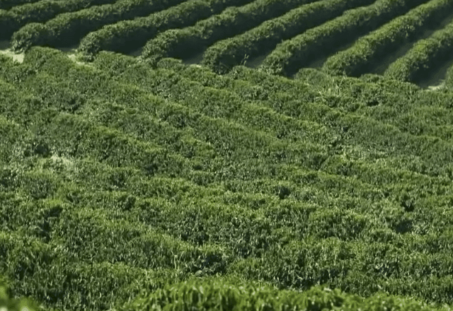 Imagem da noticia Café Brasileiro, uma paixão mundial: MG é responsável por mais da metade da produção nacional