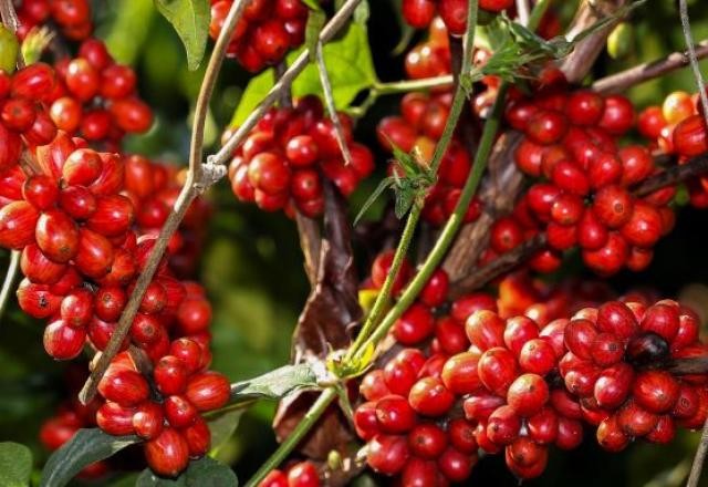 Imagem da noticia Colheita do grão de café deve ter aumento de 16,8% em 2022, diz Conab