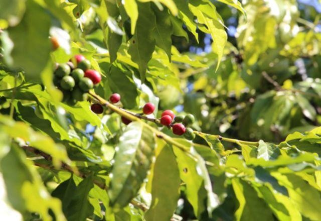 Imagem da noticia Maior cafezal urbano do mundo atrai público recorde: 3 mil pessoas