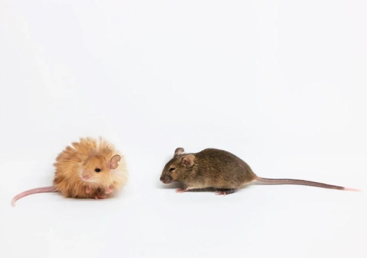 Imagem da noticia Cientistas criam ratos peludos com genes de mamutes