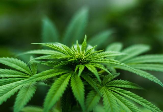 Imagem da noticia CFM abre consulta pública sobre uso médico do canabidiol