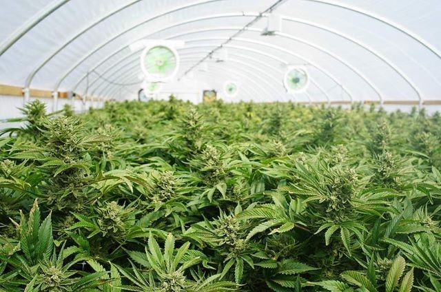 Imagem da noticia STJ promove audiência sobre cultivo do cânhamo industrial no Brasil
