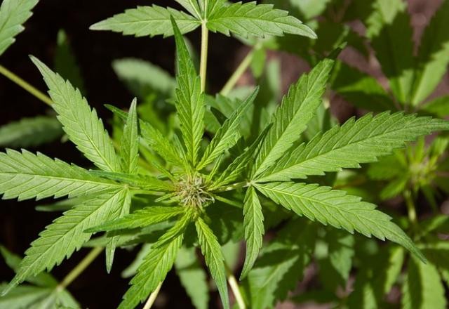 Imagem da noticia Alemanha aprova uso recreativo de maconha