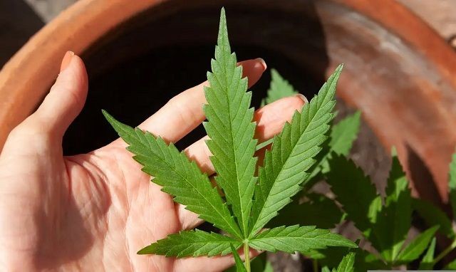 Imagem da noticia Tese que descriminalizou porte de maconha é usada pela primeira vez em decisão do STJ 