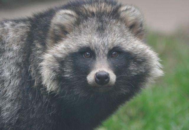 Cão-guaxinim pode ter dado origem à covid-19