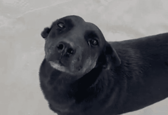 Imagem da noticia Cão Orelha: Polícia Civil de SC faz buscas em endereços de investigados pela agressão