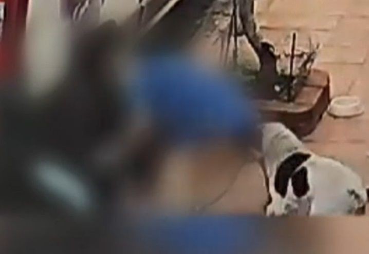 VÍDEO: Cachorro salva mulher de ataque de pitbull no interior de SP 