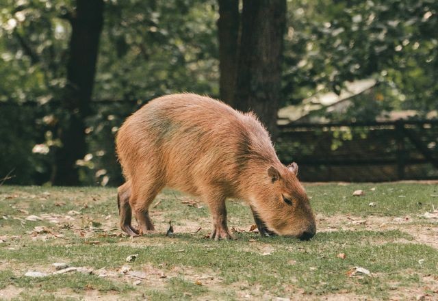 Imagem da noticia Capivara na pista atrasa 25 voos da Latam em Guarulhos