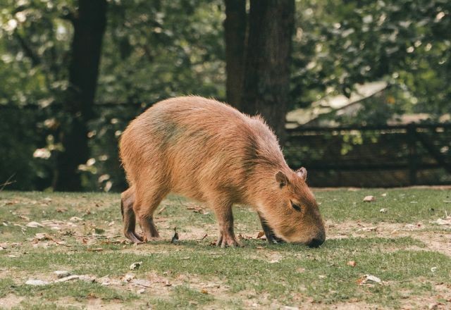 Capivara na pista atrasa 25 voos da Latam em Guarulhos