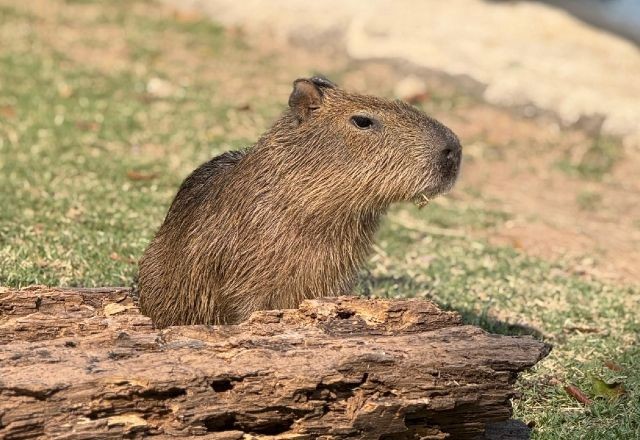 Imagem da noticia Filhote de capivara resgatado é o novo morador do BioParque do Rio; vote para escolher o nome