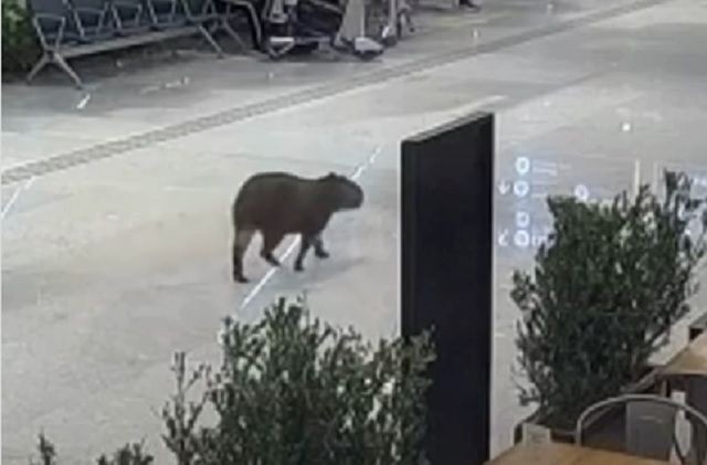 Imagem da noticia Capivara é flagrada "passeando" por aeroporto em Florianópolis