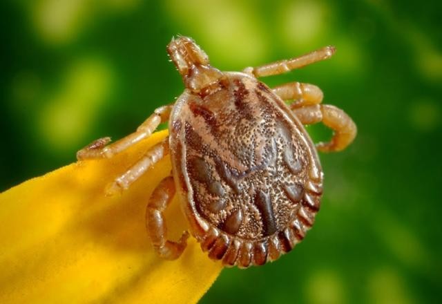 Imagem da noticia Vírus Oz: Japão confirma morte por nova doença transmitida por carrapato