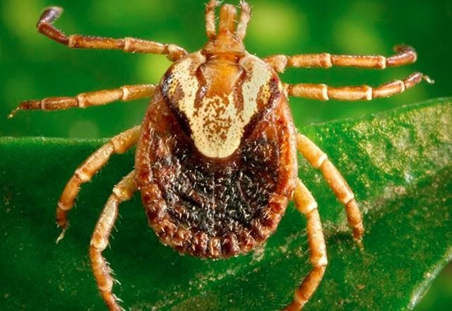 Imagem da noticia Adolescente com suspeita de febre maculosa morre em Campinas