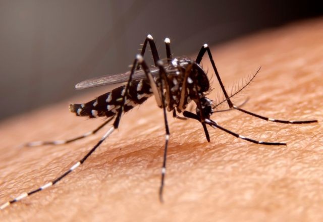 Imagem da noticia Brasil ultrapassa a marca de 1 milhão de casos de dengue