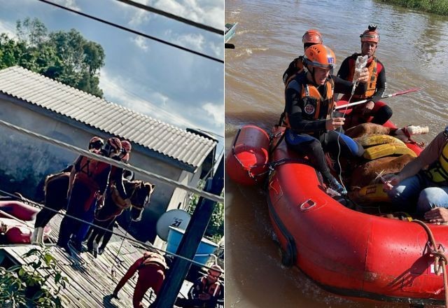 Imagem da noticia Cavalo Caramelo é resgatado de telhado no Rio Grande do Sul; veja imagens