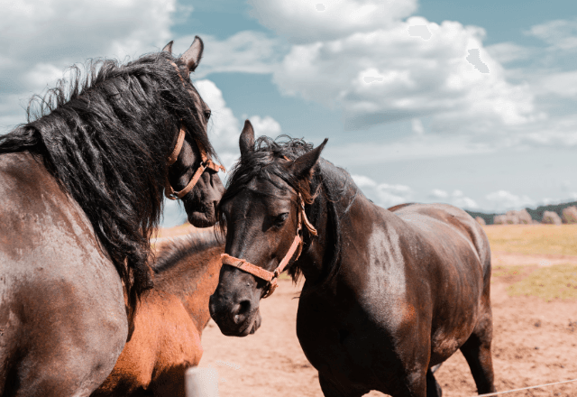 Imagem da noticia Número de cavalos mortos por ração contaminada sobe para 284, diz governo