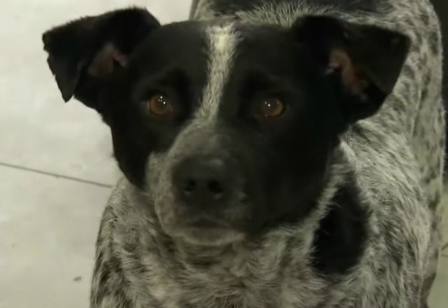 SP: Feira busca tutores para cães resgatados no Rio Grande do Sul