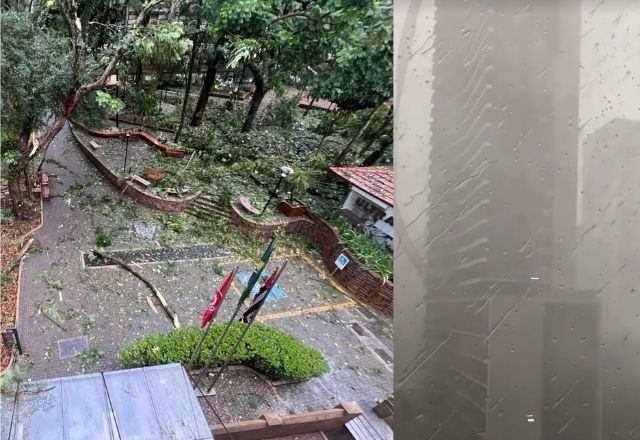 Imagem da noticia Chuva em SP: 343 chamados de queda de árvores foram registrados durante temporal