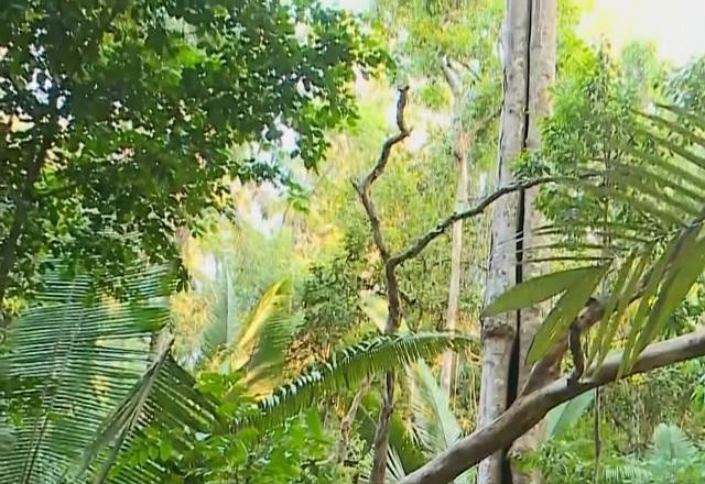 Imagem da noticia Governo anuncia pautas do Brasil para conferência sobre mudança climática