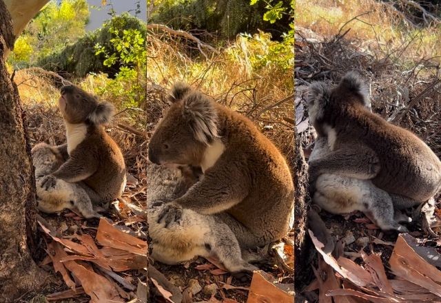 Coala lamenta morte de fêmea e abraça corpo sem vida em parque na Austrália