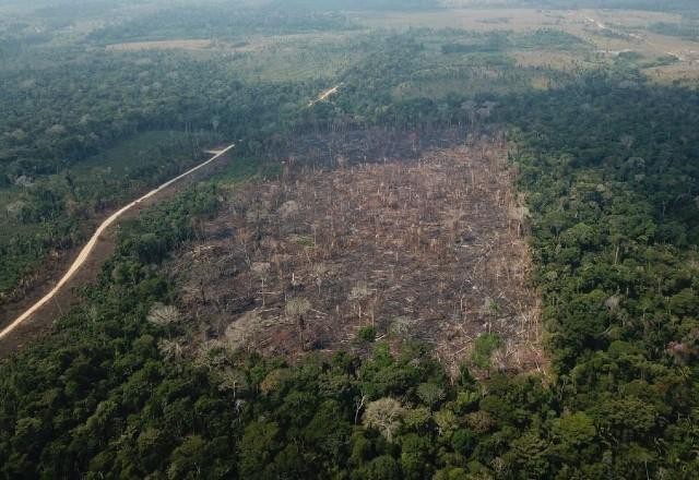 Imagem da noticia Amazonas foi o estado que mais desmatou no mês de maio