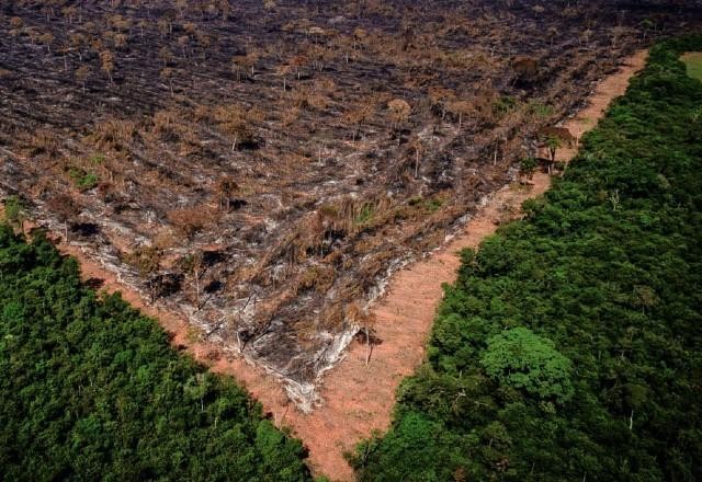 Imagem da noticia Desmatamento na Amazônia até novembro foi o menor desde 2017