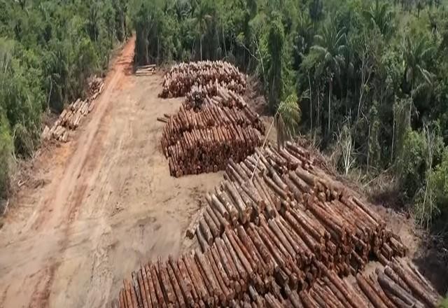 Imagem da noticia Exploração ilegal de madeira aumenta 20% em um ano no Pará