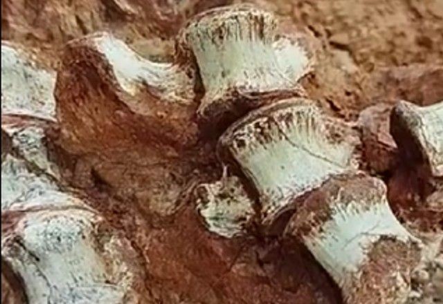 Imagem da noticia Fóssil de dinossauro com mais de 233 milhões de anos é encontrado após enchente no RS