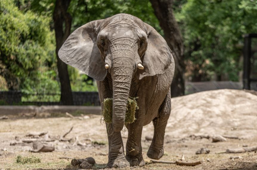 Imagem da noticia Elefanta Pupy chega a santuário no Mato Grosso após 30 anos em zoológico na Argentina