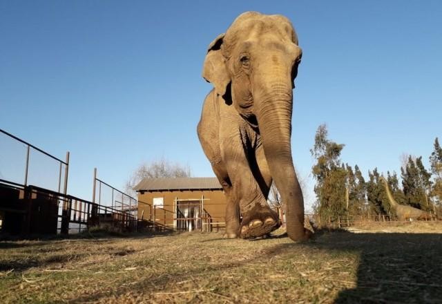 Imagem da noticia Ataque de elefante na Zâmbia deixa duas turistas mortas