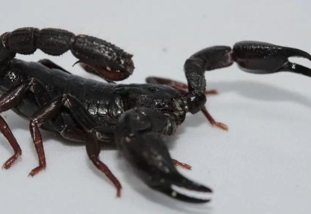 Imagem da noticia Pesquisa brasileira encontra em escorpião amazônico possível aliado contra o câncer de mama