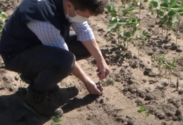 Imagem da noticia Estiagem afeta 80% dos municípios do Rio Grande do Sul