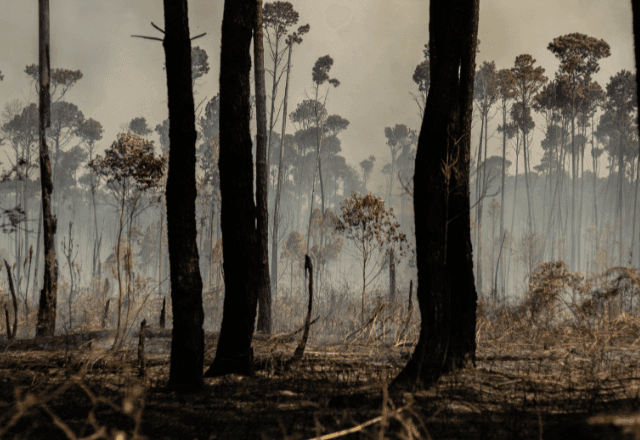 Imagem da noticia Incêndios atingiram 38% da Floresta Nacional em Brasília e foram controlados, diz ICMbio