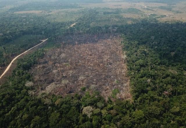 Imagem da noticia Brasil pode recuperar parte da Floresta Amazônica, aponta estudo