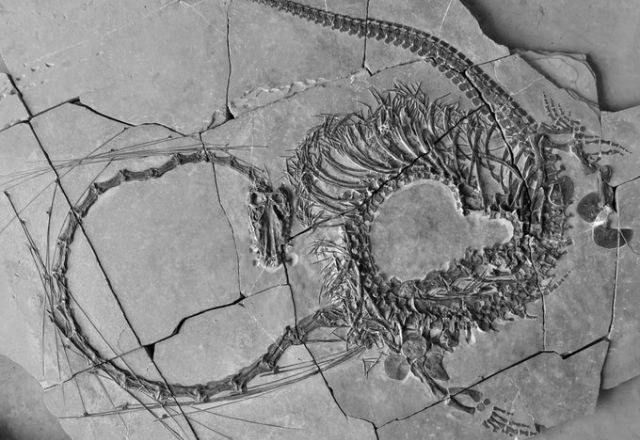 Imagem da noticia Cientistas descobrem fóssil de "dragão" de 240 milhões de anos