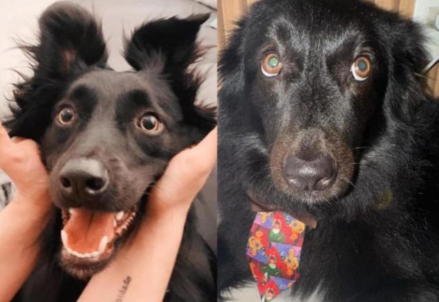Imagem da noticia Cão morre em creche para pets enquanto tutores viajavam em lua de mel