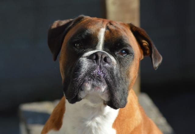 Imagem da noticia Belo Horizonte identifica primeiro caso de Covid-19 em animal