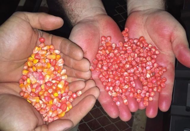 Imagem da noticia “Piratas do Agro”: operação policial identifica esquema de falsificação de sementes de milho e soja