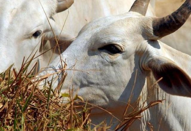 Vaca louca: ministro da Agricultura recebe embaixador chinês