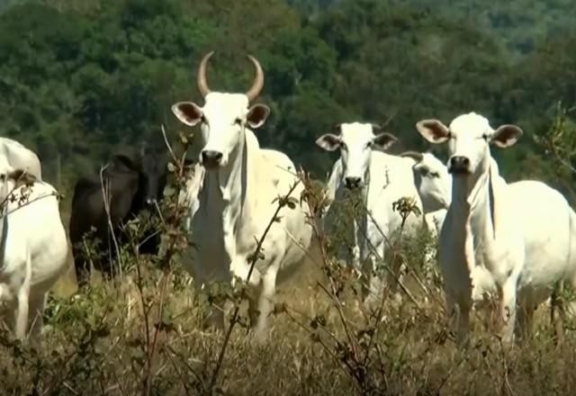 Imagem da noticia Brasil pode ampliar redução de emissões de gás metano, aponta ONG