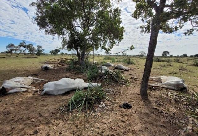 Imagem da noticia Queda brusca de temperatura causa morte de mais de 1,5 mil animais