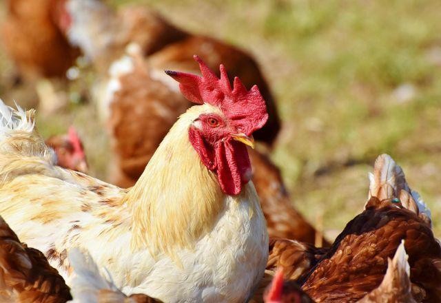 Imagem da noticia Homem é preso por violência doméstica após jogar frango congelado no rosto de sua mãe em SP