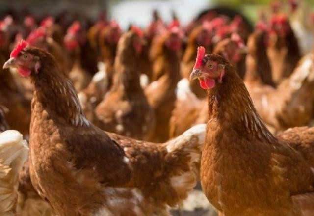 Imagem da noticia África do Sul abate cerca de 7,5 milhões de galinhas em esforço para conter gripe aviária