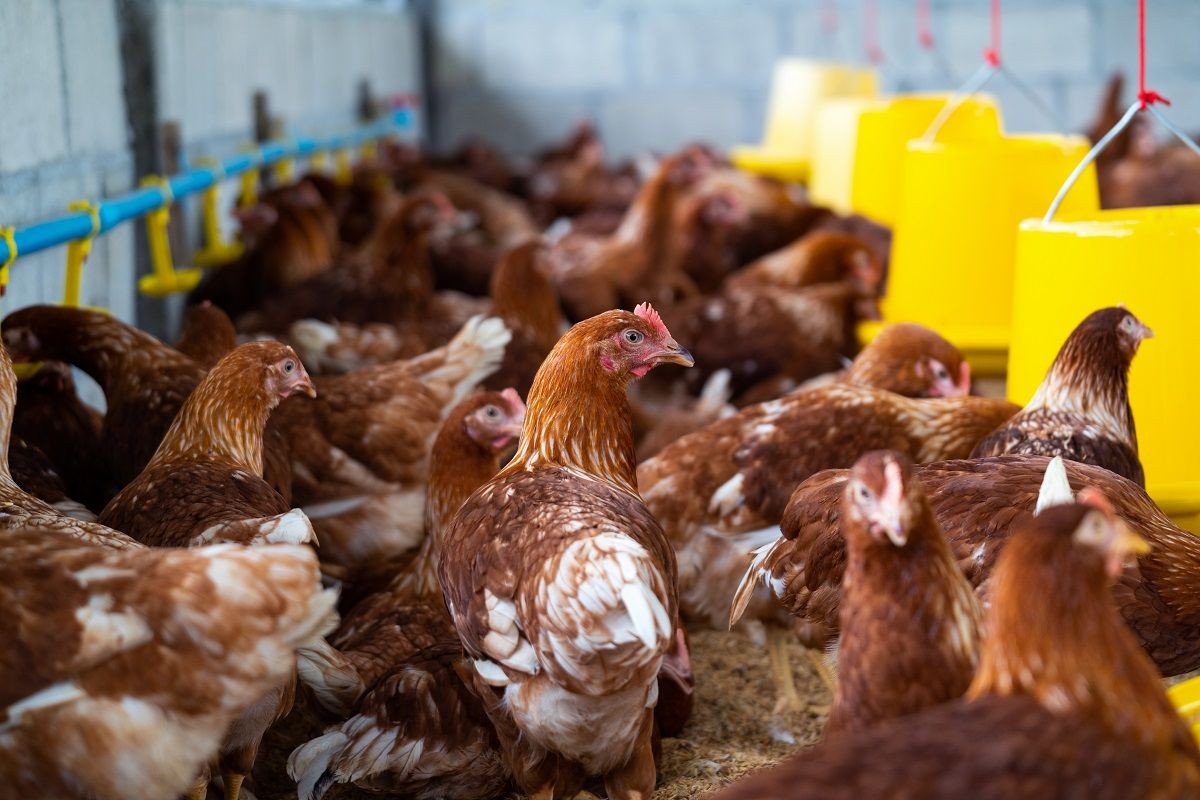 Imagem da noticia Minas Gerais descarta 450 toneladas de ovos férteis por risco de gripe aviária