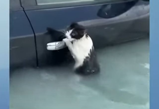 VÍDEO: Gatinho é resgatado após fortes tempestades em Dubai 