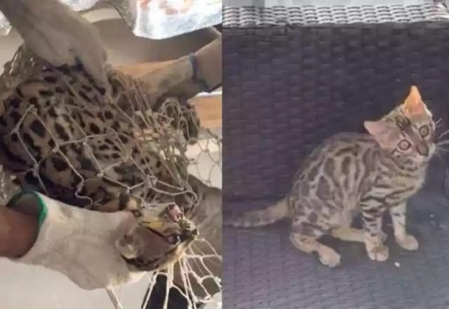 Imagem da noticia Gato avaliado em R$ 7 mil é confundido com filhote de onça e solto em mata