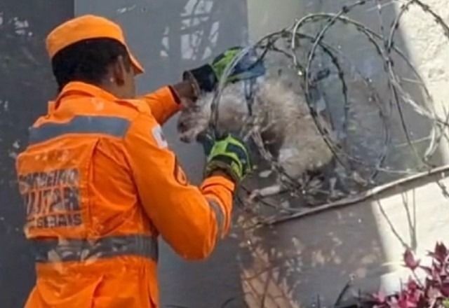 Imagem da noticia Bombeiros resgatam gato fujão em Minas Gerais