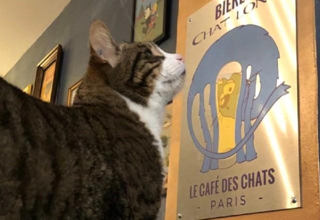 Imagem da noticia Um tour em Paris para quem ama cães e gatos